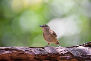 White-chested babbler ( Trichastoma rostratum) birds on tree branch with blur green background.Its natural habitats are subtropical or tropical moist lowland forests.