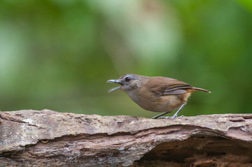 White-chested babbler ( Trichastoma rostratum) birds on tree branch with blur green background.Its natural habitats are subtropical or tropical moist lowland forests.