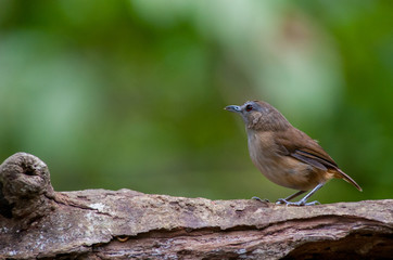 White-chested babbler ( Trichastoma rostratum) birds on tree branch with blur green background.Its natural habitats are subtropical or tropical moist lowland forests.