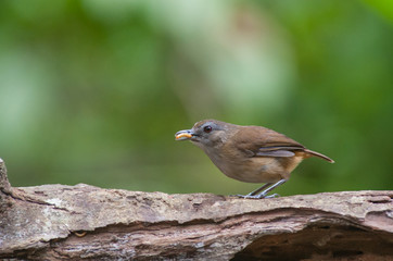 White-chested babbler ( Trichastoma rostratum) birds on tree branch with blur green background.Its natural habitats are subtropical or tropical moist lowland forests.