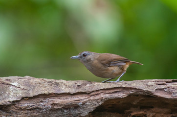 White-chested babbler ( Trichastoma rostratum) birds on tree branch with blur green background.Its natural habitats are subtropical or tropical moist lowland forests.