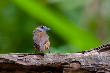 White-chested babbler ( Trichastoma rostratum) birds on tree branch with blur green background.Its natural habitats are subtropical or tropical moist lowland forests.