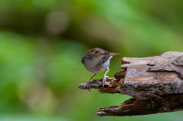 White-chested babbler ( Trichastoma rostratum) birds on tree branch with blur green background.Its natural habitats are subtropical or tropical moist lowland forests.