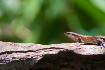 Skink lizard on dead tree branch with blur green background.Skink lizard with bokeh background.