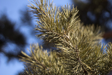 Branches of pine closeup. Coniferous background.