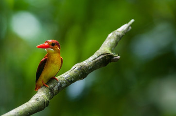 Female and male Rufous-backed Kingfisher bird(Ceyx Rufidorsa), smallest species of Kingfisher on the tree branch eating small fish with green nature background.Colorful bird with bokeh background.