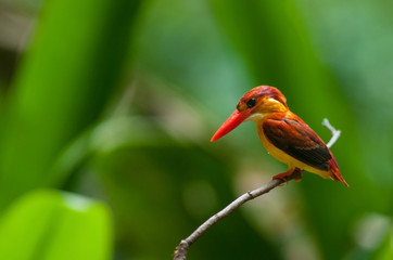 Female and male Rufous-backed Kingfisher bird(Ceyx Rufidorsa), smallest species of Kingfisher on the tree branch eating small fish with green nature background.Colorful bird with bokeh background.