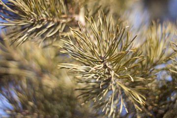 Naklejka na ściany i meble Branches of pine closeup. Coniferous background.