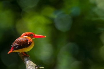 Female and male Rufous-backed Kingfisher bird(Ceyx Rufidorsa), smallest species of Kingfisher on the tree branch eating small fish with green nature background.Colorful bird with bokeh background.