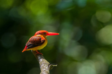 Female and male Rufous-backed Kingfisher bird(Ceyx Rufidorsa), smallest species of Kingfisher on...