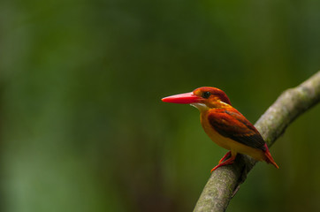 Female and male Rufous-backed Kingfisher bird(Ceyx Rufidorsa), smallest species of Kingfisher on the tree branch eating small fish with green nature background.Colorful bird with bokeh background.
