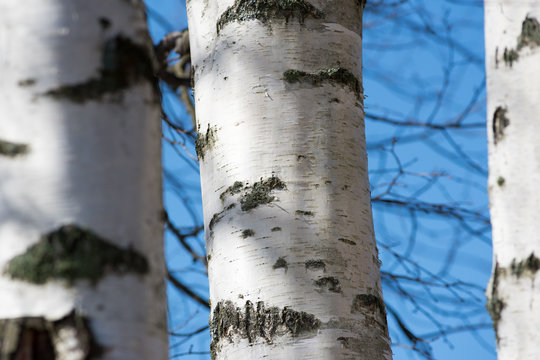Fototapeta Birch trunks against blue sky.