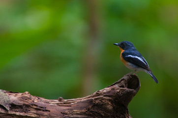 Obraz premium Rufous-chested flycatcher (Ficedula dumetoria) is a species of bird in the family Muscicapidae. Its natural habitats are subtropical or tropical moist montane forests.Bird on tree branch.