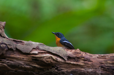 Rufous-chested flycatcher (Ficedula dumetoria) is a species of bird in the family Muscicapidae. Its natural habitats are subtropical or tropical moist montane forests.Bird on tree branch.