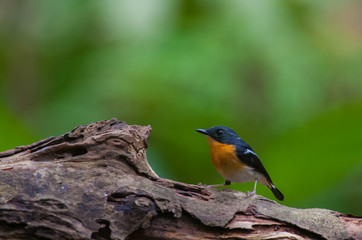 Fototapeta premium Rufous-chested flycatcher (Ficedula dumetoria) is a species of bird in the family Muscicapidae. Its natural habitats are subtropical or tropical moist montane forests.Bird on tree branch.