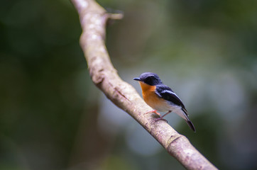 Rufous-chested flycatcher (Ficedula dumetoria) is a species of bird in the family Muscicapidae. Its natural habitats are subtropical or tropical moist montane forests.Bird on tree branch.