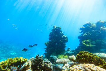 Obraz na płótnie Canvas Underwater scene. Red sea , Israel.