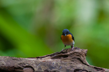 Rufous-chested flycatcher (Ficedula dumetoria) is a species of bird in the family Muscicapidae. Its natural habitats are subtropical or tropical moist montane forests.Bird on tree branch.