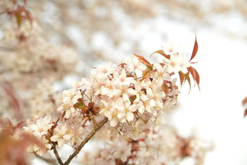 Fototapeta premium 桜