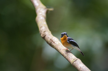 Rufous-chested flycatcher (Ficedula dumetoria) is a species of bird in the family Muscicapidae. Its natural habitats are subtropical or tropical moist montane forests.Bird on tree branch.