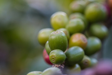 coffee bean