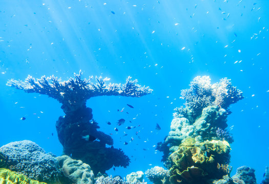 Fototapeta Underwater scene. Red sea , Israel.