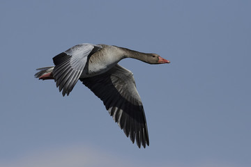 Greylag goose (Anser anser)