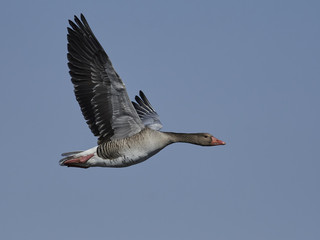 Greylag goose (Anser anser)
