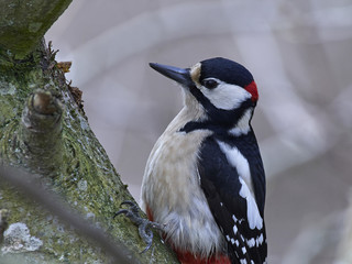 Great spotted woodpecker (Dendrocopos major)