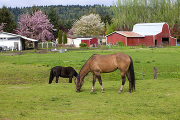 Horses grazing.