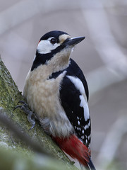 Great spotted woodpecker (Dendrocopos major)