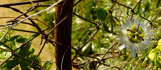 closeup of passion flower on rusty iron net