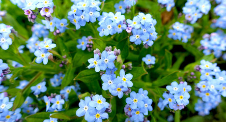 Spring blue forget-me-nots on a spring day in a meadow