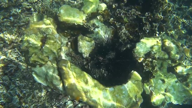 Sea Urchins (Echinoidea) Underwater at Koh Tao, Thailand