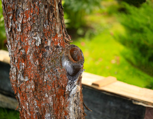 close-up hollow on the old trunk of an apple tree in the garden.