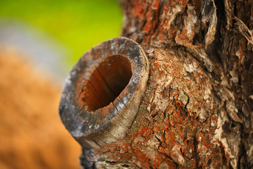close-up hollow on the old trunk of an apple tree in the garden.