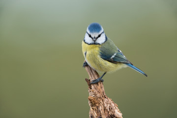 Fototapeta premium Eurasian blue tit, Cyanistes caeruleus