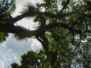An incredible perspective of a tree, with sunlight shining through the leaves