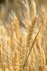 A Blade of Wheat in a field