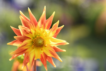 The Dahlia pictured in this appears to resemble the sun and it striking rays