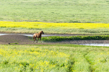 Portrait of a horse in the meadow. A herd of wild horses shown on Water island in atmospheric Rostov state reserve
