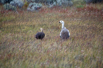 Magellan goose (Chloephaga picta) in Patagonia, Argentina