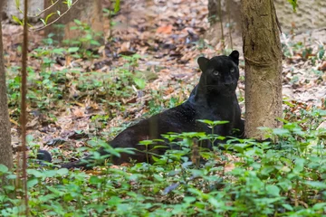 Foto op Plexiglas Een zwarte panter is de melanistische kleurvariant van elke grote kattensoort. Zwarte panters in Azië en Afrika zijn luipaarden en die in Amerika zijn zwarte jaguars. © phichak