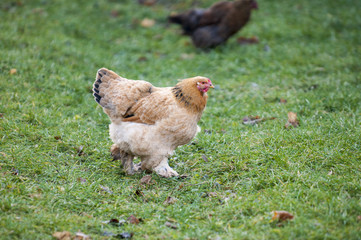 A big roostert. The Brahma breed has several subspecies. This meat and decorative breed is prevalent, mainly in the CIS countries.