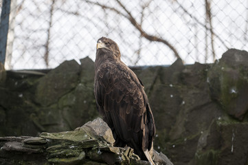 Steppe eagle. At the local zoo.