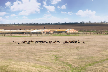 Typical steppe landscape with an old farm