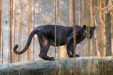 Gordijnen Een zwarte panter is de melanistische kleurvariant van elke grote kattensoort. Zwarte panters in Azië en Afrika zijn luipaarden en die in Amerika zijn zwarte jaguars. © phichak