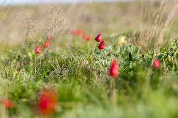 Schrenck's tulips, Tulipa, in the steppe, Rostov state atmospheric reserve, Russia