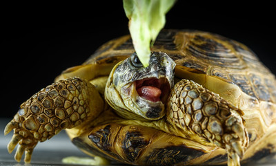 portrait of a turtle with an open mouth