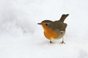 European robin